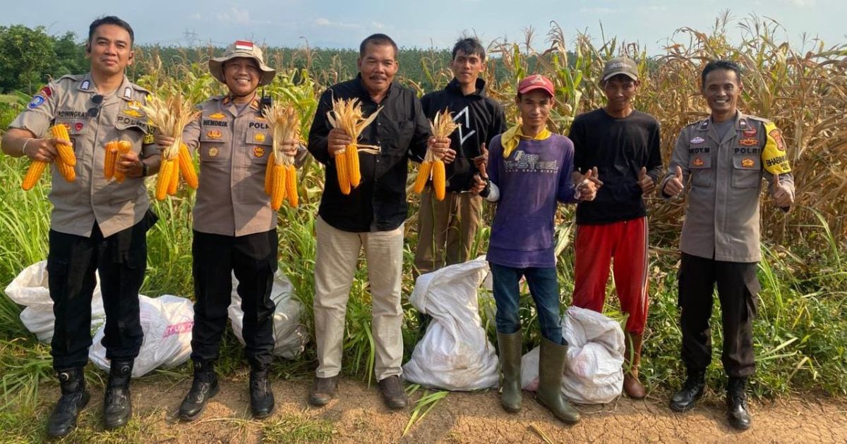 Polsek Tenjo Bersama Kepala Desa Babakan Gelar Panen Jagung Hibrida.