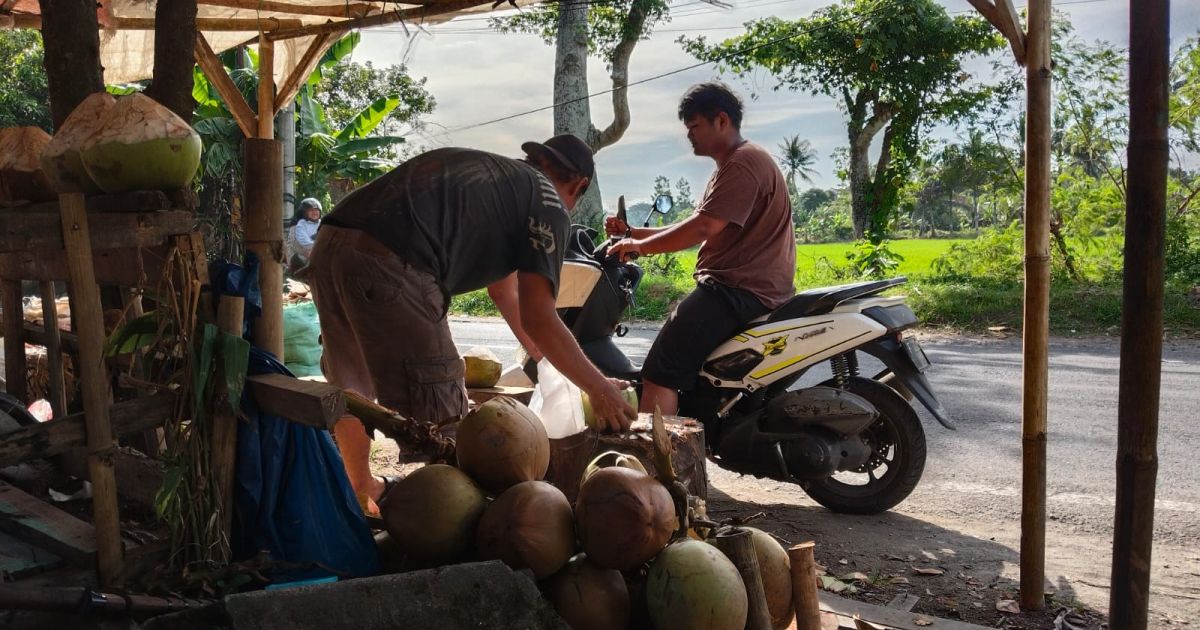 H+1 Lebaran, 950 Kelapa Muda Dagangan Bombom Ludes Diserbu Wisatawan
