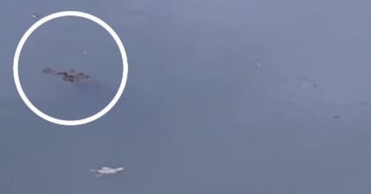 Geger! Buaya Muncul di Sungai Cimandiri Simpenan, Pemancing: Sering Kelihatan Siang Hari