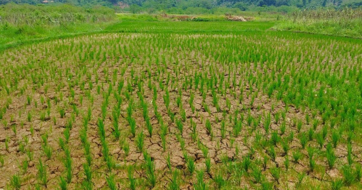 Enam Tahun Menunggu, Irigasi Jasinga Belum Tuntas: Petani di Jasinga Alami Kekeringan Bertahan dengan Swadaya.