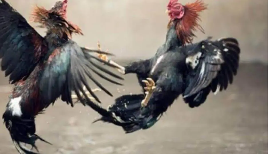 Praktik Sabung Ayam di Surade di gerebeg Polisi