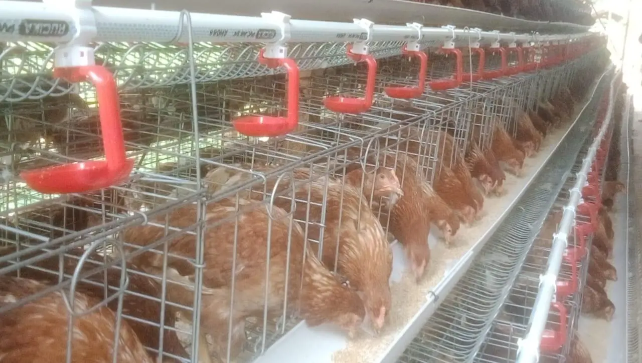 Inisiatif Ketahanan Pangan Desa Ciparay: BUMDes Barokah Kelola 1.000 Ayam Petelur untuk Tingkatkan PADes dan Kesejahteraan Masyarakat
