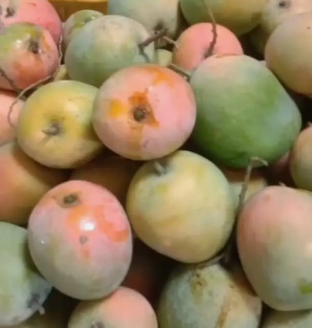 Gedong Gincu Resmi Jadi Mangga Khas Indramayu Raih Sertifikat Dari Kemenkumham